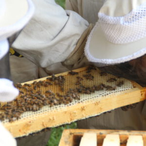 Kita Schule Bienen Führung