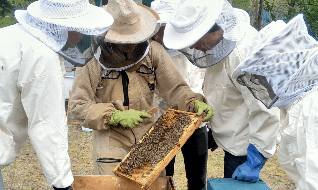 Imkerkurs Bienen Hamburg