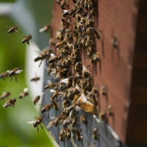 Bienenpatenschaft