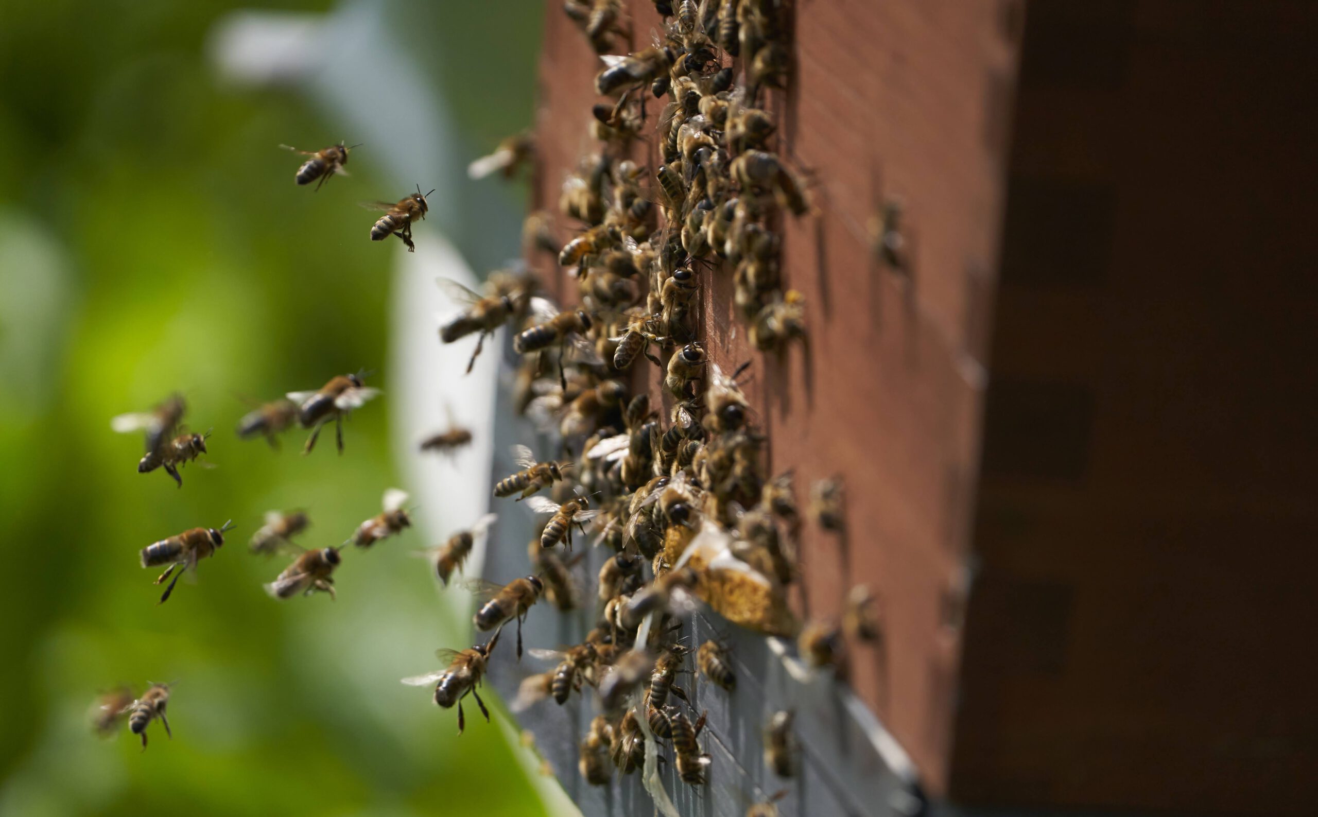 Bienenpatenschaft 1 Bienenpatenschaft